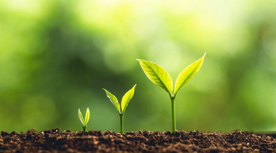 pequenas mudas de planta com fundo verde