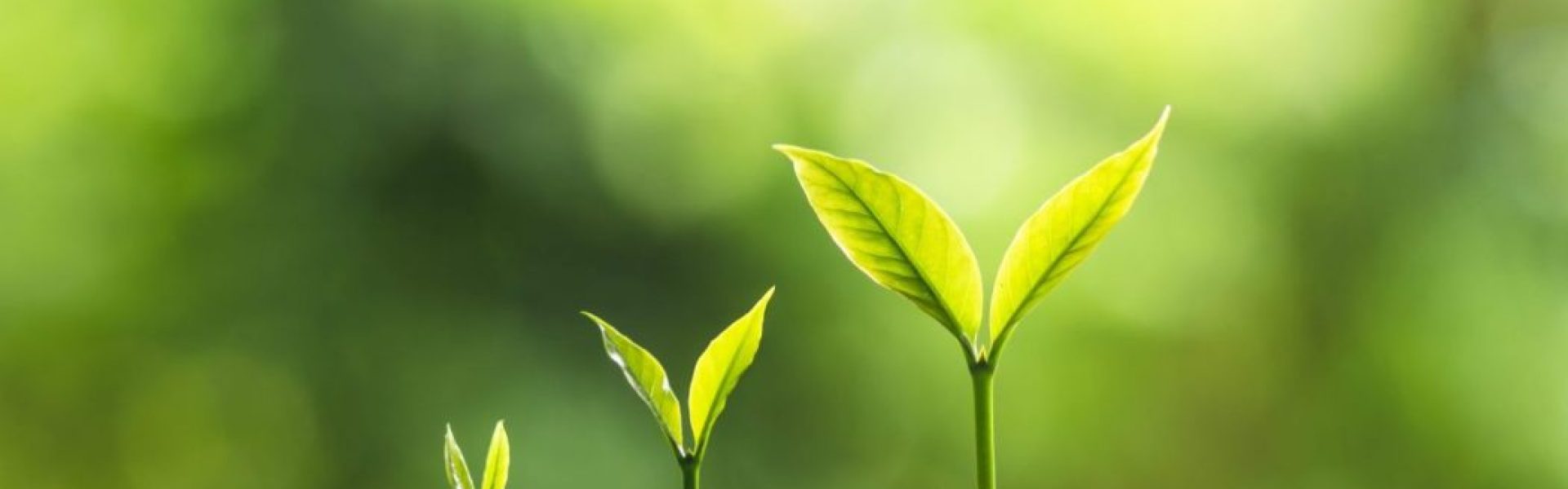 pequenas mudas de planta com fundo verde