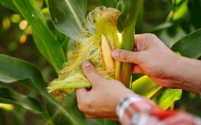 Agricultor verificando o inoculante de milho e seus efeitos