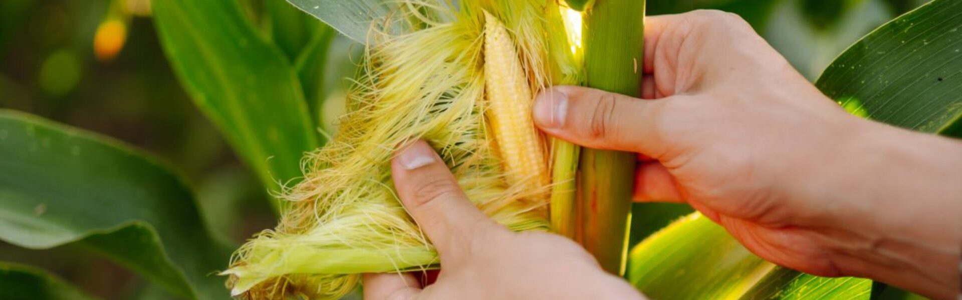 Agricultor verificando o inoculante de milho e seus efeitos
