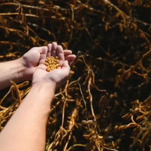 soja nas mãos do agricultor que foi colhida após utilizar inoculante para soja