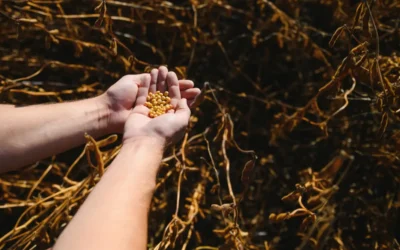 soja nas mãos do agricultor que foi colhida após utilizar inoculante para soja