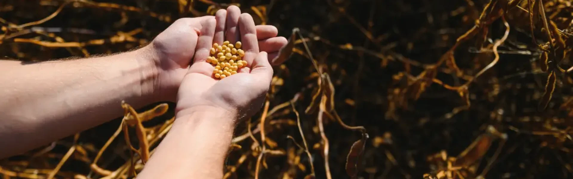 soja nas mãos do agricultor que foi colhida após utilizar inoculante para soja