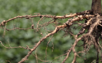 Nódulos da raiz da planta de soja.