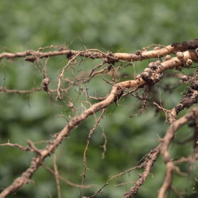 Nódulos da raiz da planta de soja.