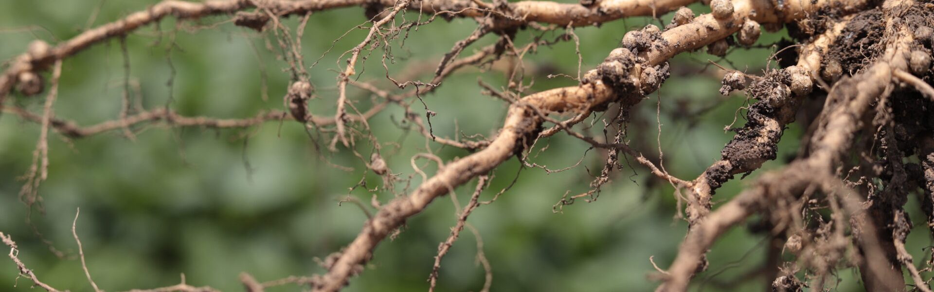 Nódulos da raiz da planta de soja.