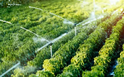 Sistema de irrigação por aspersão lançando jatos de água sobre fileiras de hortaliças verdes em um campo ensolarado.
