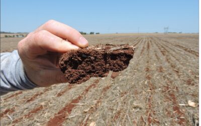 Uma mão segurando um pedaço de latossolo, com o campo ao fundo