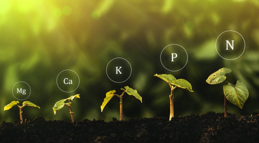 pequenas mudas de plantas com a fórmula química dos principais nutrientes.