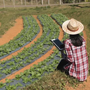 Agricultora verificando plantas frescas na fazenda.