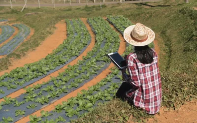 Agricultora verificando plantas frescas na fazenda.