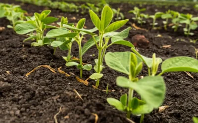 Plantação de soja após agricultor verificar qual melhor período de plantio da soja