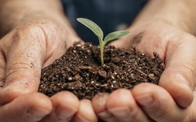 muda de planta com terra nas mãos do produtor - fertilizantes especiais