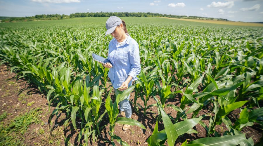 Mulheres na agricultura, diversas mulheres em um campo de soja com o céu azulado.