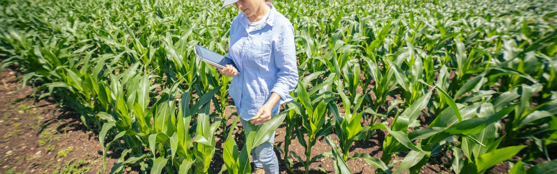 Mulheres na agricultura, diversas mulheres em um campo de soja com o céu azulado.