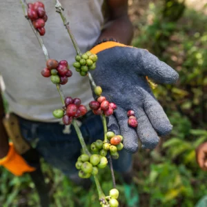 Closeup da mão de um agricultor usando luvas com um café maduro pronto para ser colhido e um café que ainda não está maduro.
