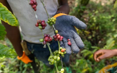 Closeup da mão de um agricultor usando luvas com um café maduro pronto para ser colhido e um café que ainda não está maduro.
