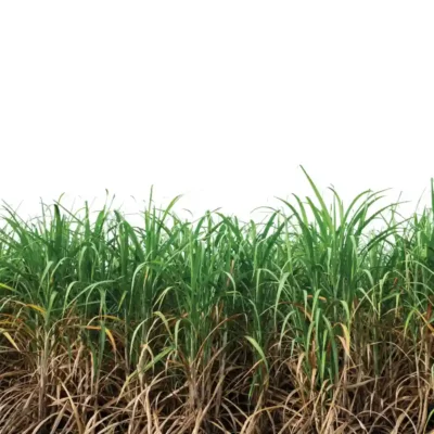 Nutrientes da cana-de-açúcar