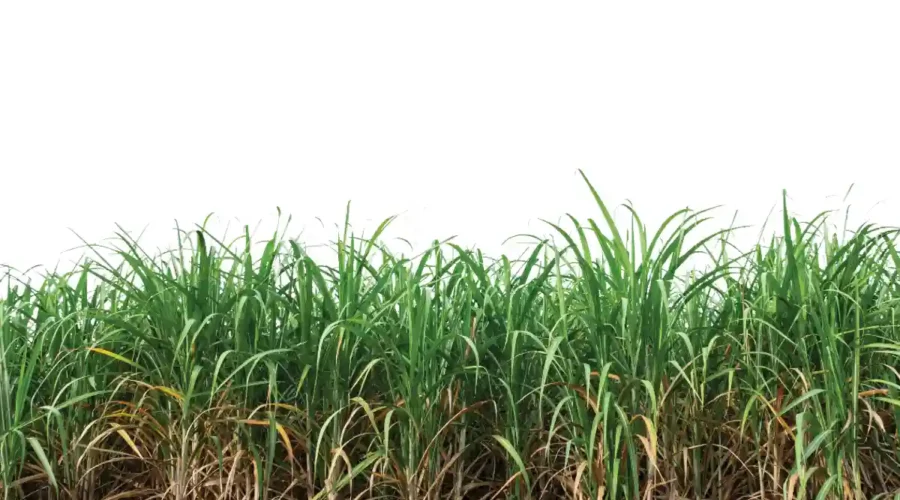 Nutrientes da cana-de-açúcar