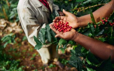 Agricultor segurando grãos de café recém colhidos.