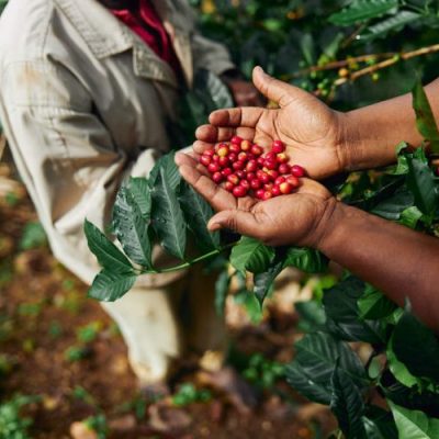 Agricultor segurando grãos de café recém colhidos.