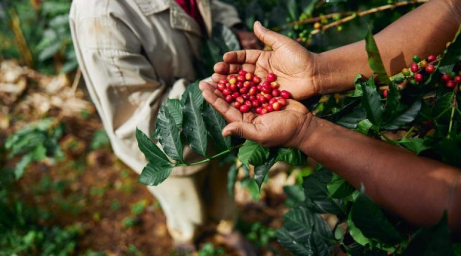 Agricultor segurando grãos de café recém colhidos.