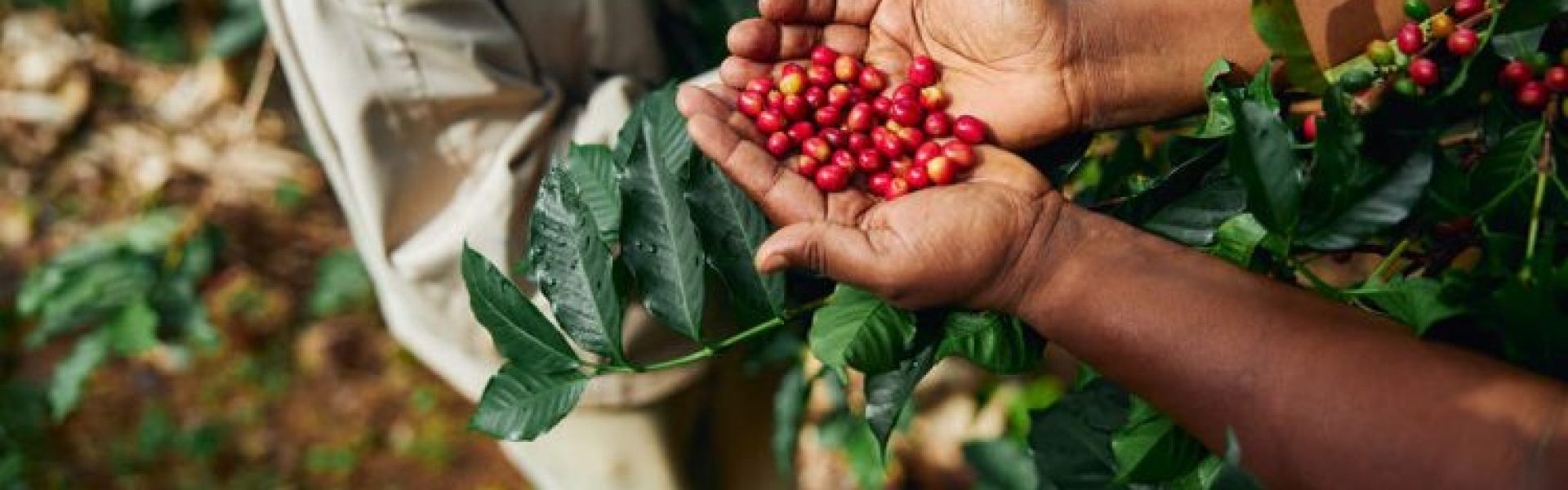 Agricultor segurando grãos de café recém colhidos.