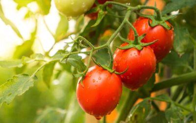 Tomates maduros prontos para serem colhidos.