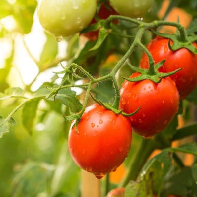 Tomates maduros prontos para serem colhidos.