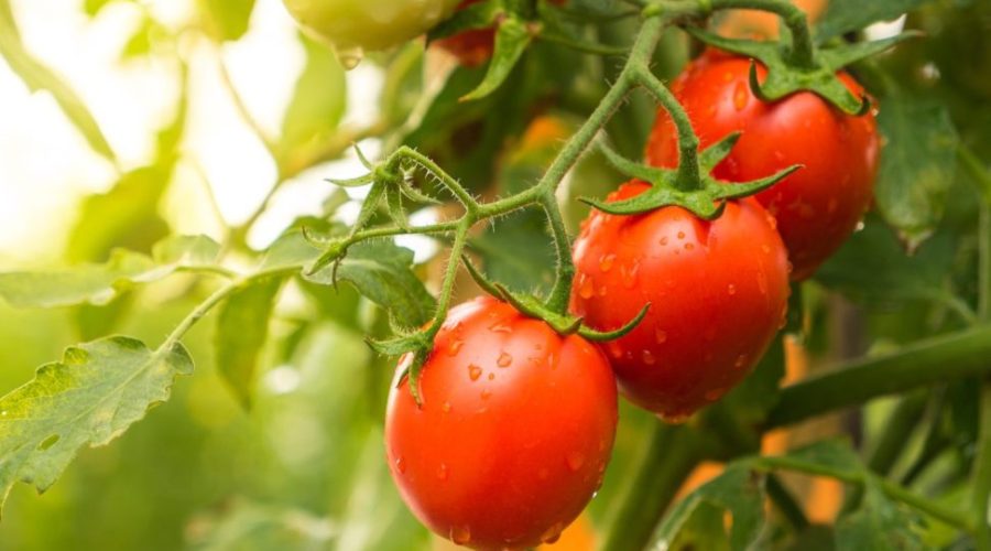 Tomates maduros prontos para serem colhidos.