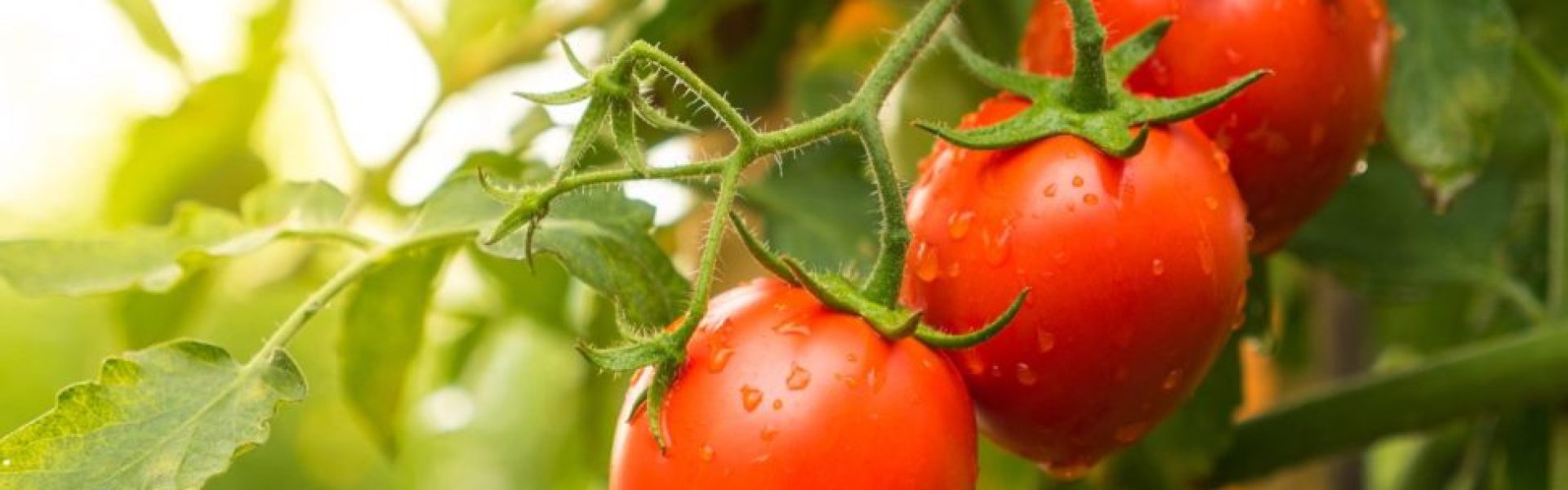 Tomates maduros prontos para serem colhidos.