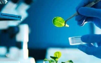 pessoa em laboratório analisando plantas e bioinsumos