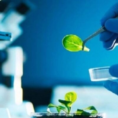 pessoa em laboratório analisando plantas e bioinsumos