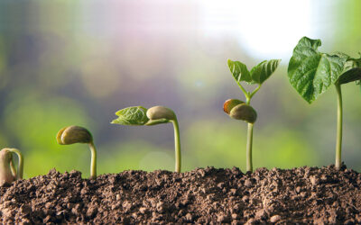 plantas em fase vegetativa