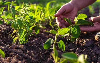 plantação agricultura de baixo carbono