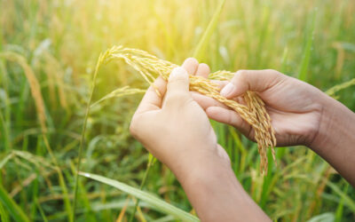 Mãos femininas segurando ramo de arroz.