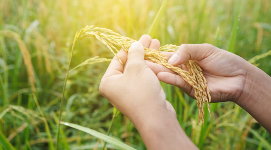 Mãos femininas segurando ramo de arroz.