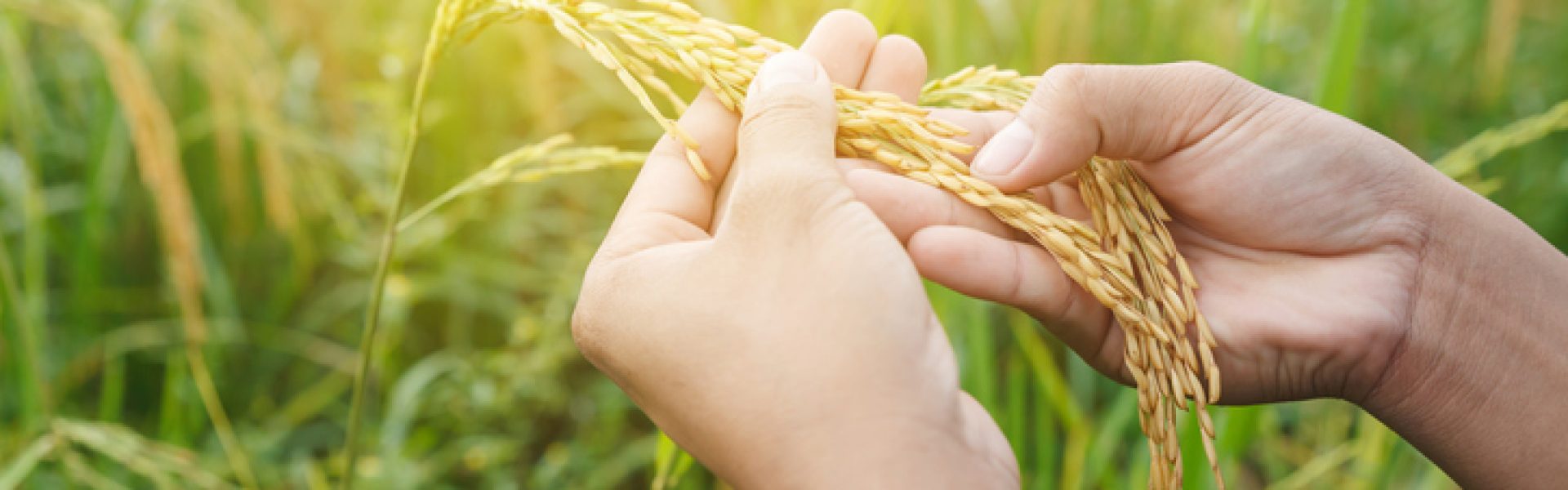 Mãos femininas segurando ramo de arroz.