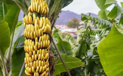 plantacao-de-banana-com-cachos-amarelos-e-folhas-verdes