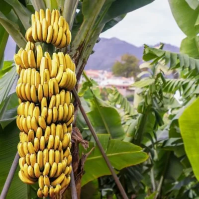 plantacao-de-banana-com-cachos-amarelos-e-folhas-verdes