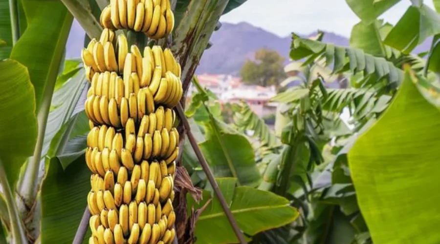 plantacao-de-banana-com-cachos-amarelos-e-folhas-verdes