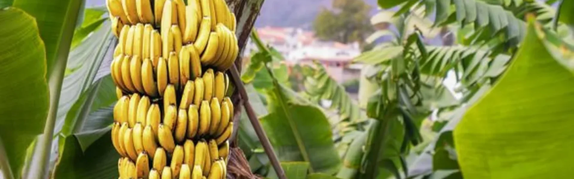 plantacao-de-banana-com-cachos-amarelos-e-folhas-verdes