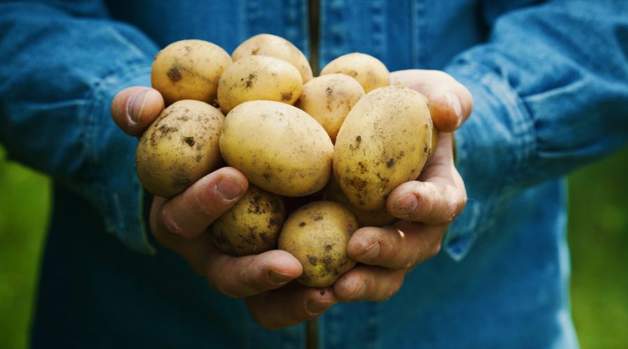 Homem segurando um punhado de batatas inglesas na mão.