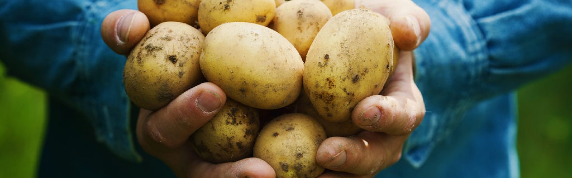 Homem segurando um punhado de batatas inglesas na mão.