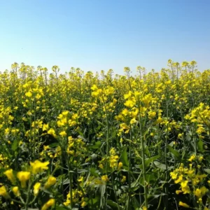 plantação de carinata