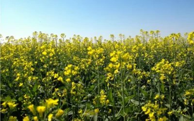 plantação de carinata