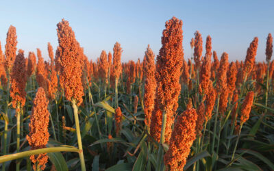 close na plantação de sorgo