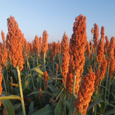 close na plantação de sorgo