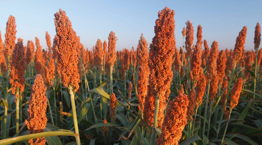 close na plantação de sorgo