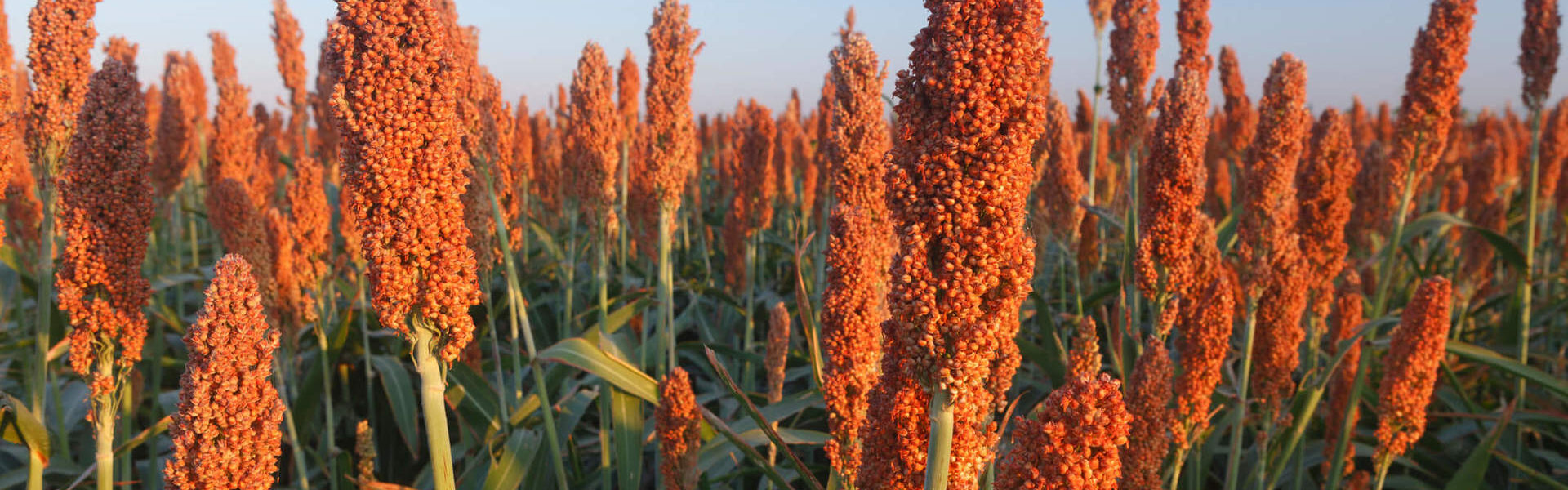 close na plantação de sorgo